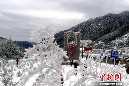 中国侨网大雪过后，树枝上积满了雪。　金文莲　摄