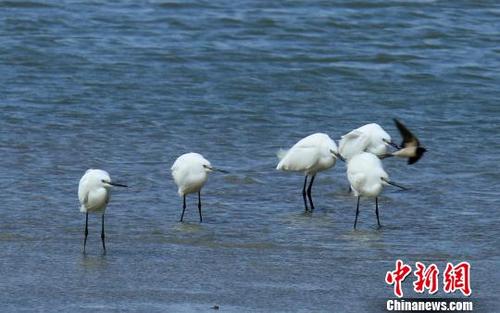 中国侨网几只白鹭在江边觅食。　谭凯兴　摄