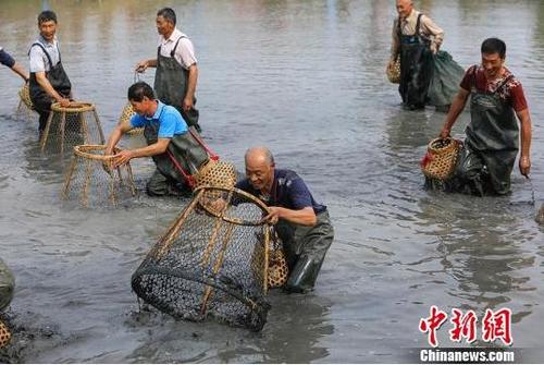 中国侨网渔民在水上抓鱼。　周太松　摄