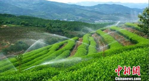 中国侨网图为：丽水茶园景色。丽水农业局供图