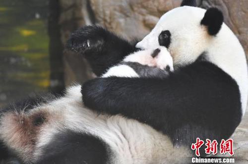中国侨网在长隆野生动物世界出生的熊猫宝宝“隆仔”　陈骥旻　摄