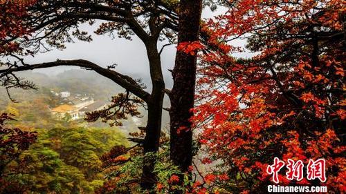 中国侨网安徽黄山风景区深秋时节，树木“红增绿减”多彩炫目。　叶永清　摄