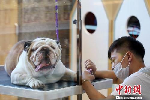 中国侨网工作人员为狗狗修剪指甲。　泱波　摄