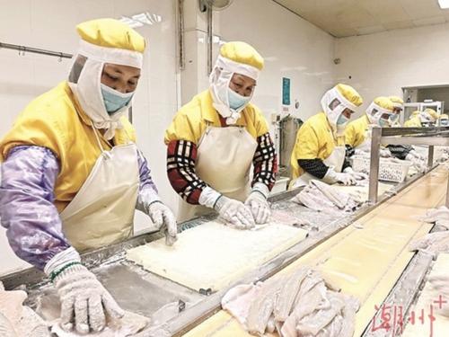 中国侨网在饶平县展雄水产品有限公司，工人们正在对鲈鱼进行加工。