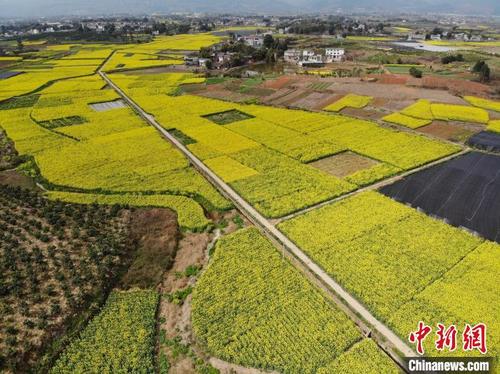 中国侨网成都市金堂县三溪镇成片油菜花盛开。　张浪　摄