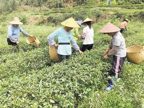 中国侨网大沙引导贫困户参与扶贫茶园管理，实现增收。