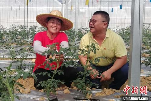 中国侨网入股到丹霞女农业公司蔬菜种植基地,形成有效带动的产业,贫困户收入增加了,江头村驻村第一书记邓助严(右)和贫困户都笑开颜。中新社发 李获摄