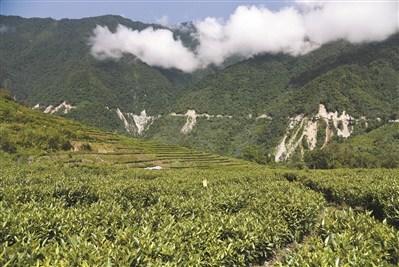 中国侨网茶产业是佛山援助墨脱脱贫的重点产业。