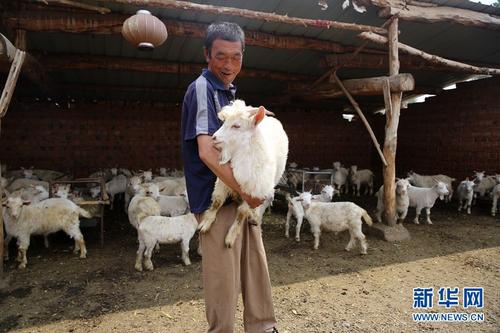 中国侨网在羊圈里撒完草料的皇锁威将一只羔羊抱起来，脸上露出笑容。（新华网/石毅 摄）