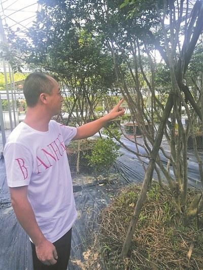 中国侨网嘉宝果果树