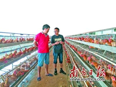中国侨网 岑宇铿（右）到基地查看蛋鸡养殖情况。魏丽文 摄
