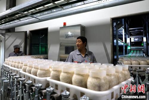 中国侨网山东友泓生物科技有限公司几万平方米的现代化生产车间内，金针菇长在一个个瓶子里。李欣 摄