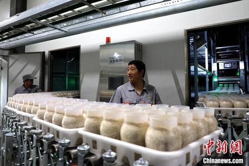 中国侨网山东友泓生物科技有限公司几万平方米的现代化生产车间内,金针菇长在一个个瓶子里。李欣 摄