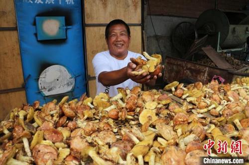 中国侨网王恩东收的野生蘑菇准备烘干。　盖巧琳　摄