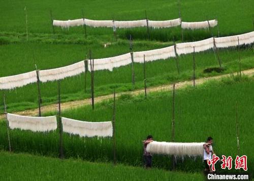 中国侨网村民在田野上晒米面的场景。小芝镇人民政府提供