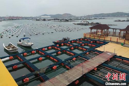 中国侨网惠屿岛周边的海产养殖是如今岛上居民赖以生存的主业。　吴冠标　摄