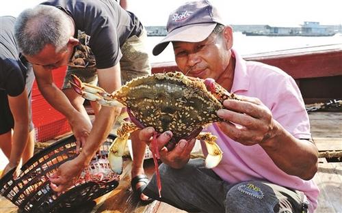 中国侨网开渔了，渔民们捕获大量新鲜的海产品，满载而归。