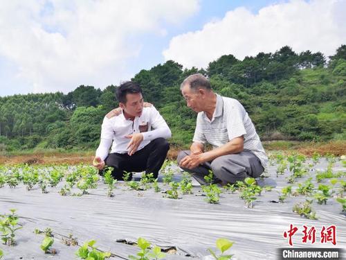 中国侨网图为闭东海传授茉莉花盆栽种植技术给村民。　莫冰　摄