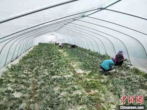 中国侨网兰州市榆中县甘草店镇东村的千亩无籽西瓜种植基地里,工人在管理西瓜秧苗。(资料图)榆中县甘草店镇供图