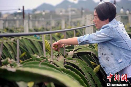 中国侨网苏秀清摘掉影响火龙果挂果质量的花。　蒋雪林 摄