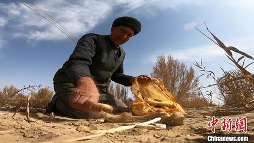 中国侨网农民正忙着采收梭梭根部种植的大芸。　季解放　摄
