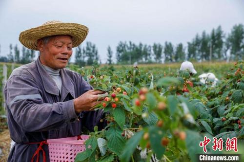中国侨网图为村民在地里采摘树莓。　李红卫　摄