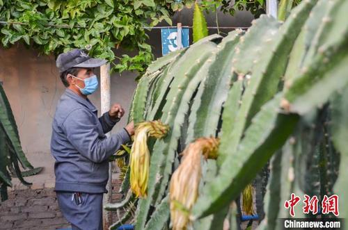 中国侨网买买提·可拉木现在是柯坪县石榴籽田园农民专业合作社的技术员，负责两个火龙果大棚的日常管理。　苟继鹏　摄