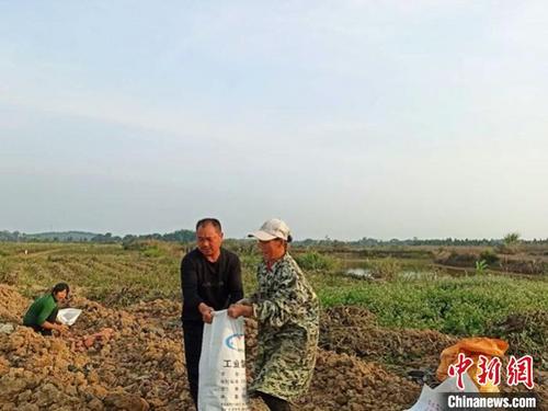 中国侨网村民正在收红薯。　谢助民　摄