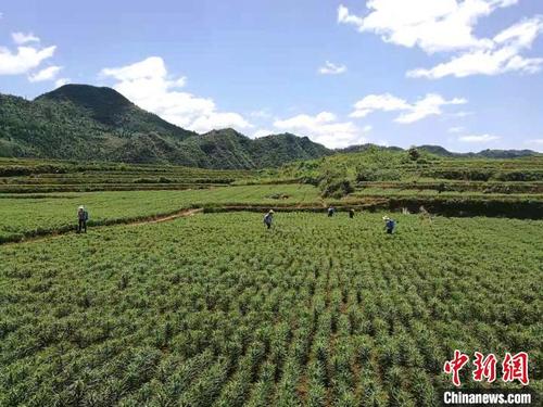 中国侨网包括保靖黄金茶在内的茶产业成为湘西州脱贫的重要产业。湘西州宣传部供图