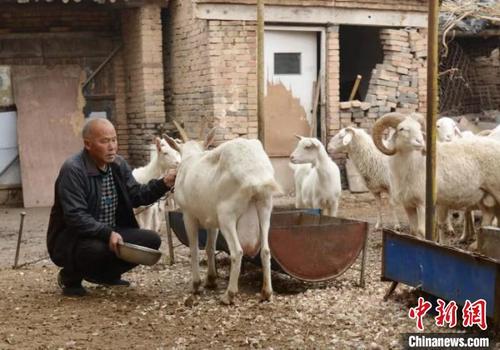 中国侨网图为牛计只正在喂羊。　赵彦杰　摄