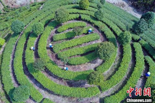 中国侨网2月23日，在广西龙胜各族自治县马堤乡里市村拍摄的努丹茶园。　吴生斌　摄