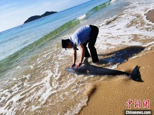 中国侨网海岸警察紧急救助搁浅的受伤海豚。　朱宁　摄