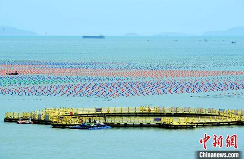 中国侨网图为渔民在连江县的“海上牧场”劳作。　张斌　摄