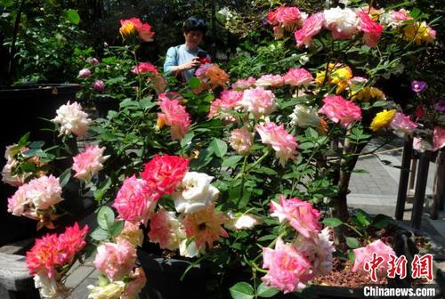 中国侨网图为游人在公园内赏花。　张斌　摄