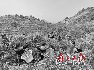中国侨网每年3月中到5月初，是凤凰山上采摘春茶的好时节。纪金娜 摄