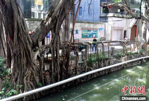 中国侨网图为古榕树的树根如同河道栏杆，成为一景。　张斌　摄