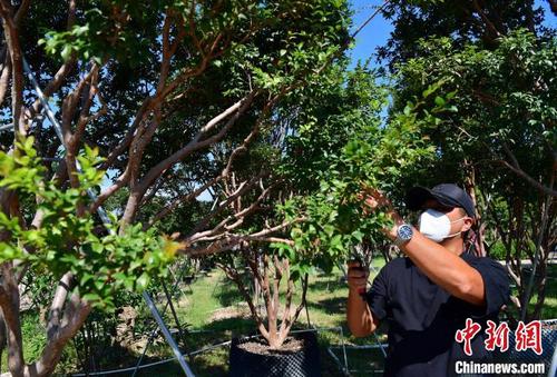 中国侨网图为9月21日，台农二代陈正信一人在嘉宝果果园剪枝。　张斌　摄