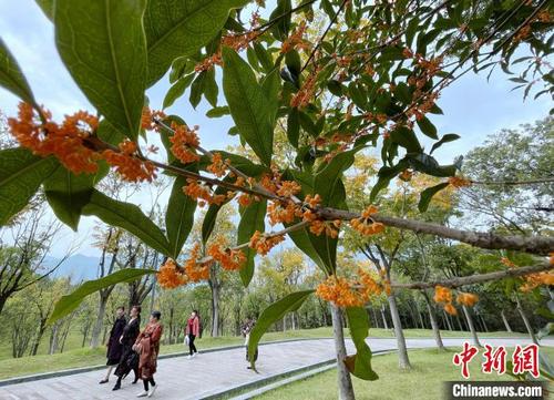 中国侨网图为福州市牛岗山公园里种植的桂花进入盛花期，花开满树，丹桂飘香。　张斌　摄