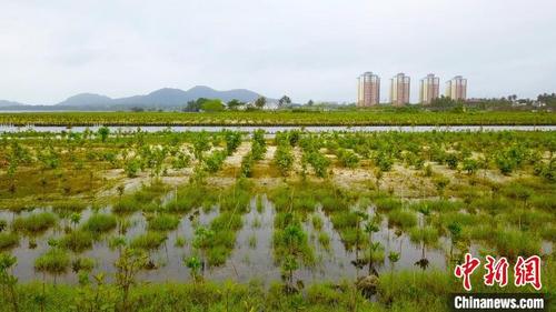 中国侨网图为万宁小海退塘还海种植的红树林苗木。　林士杰　摄