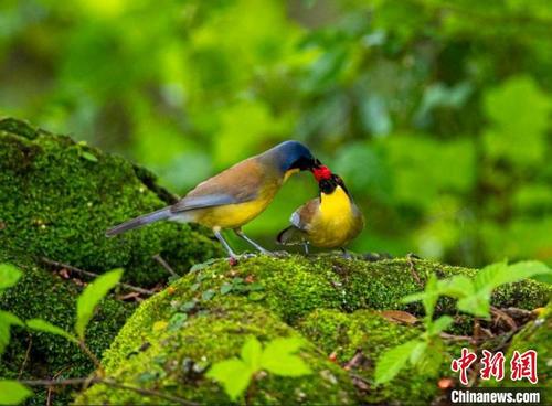 中国侨网江西婺源县太白镇曹门村迎来了数十只蓝冠噪鹛在这里栖息繁育。　余星茂　摄