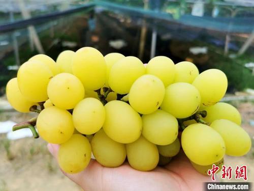 广东台山优质“香印”葡萄上市 多数销往香港