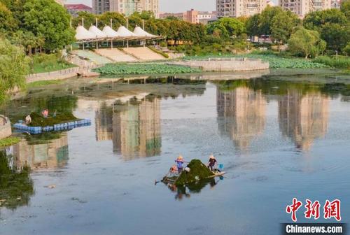 中国侨网工作人员在南京秦淮区月牙湖水面上打捞水草。　泱波 摄