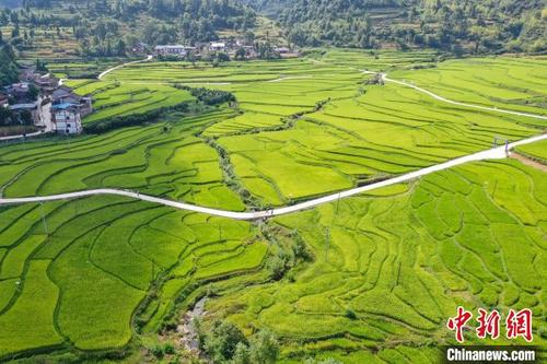中国侨网8月16日，贵州余庆，航拍石印有机稻米生产基地。　瞿宏伦　摄
