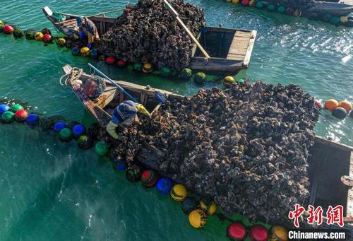 中国侨网10月6日，在山东省荣成市寻山街道爱伦湾海洋牧场，养殖工人们驾驶舢舨在采收牡蛎。　李信君 摄
