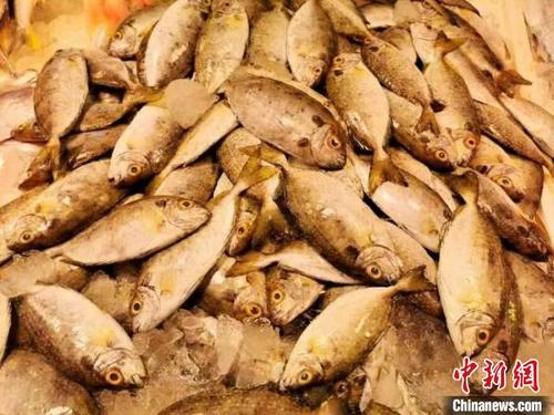 中国侨网冰鲜“泥猛”在台山海鲜市场算是较为廉价的海产品之一　李晓春　摄