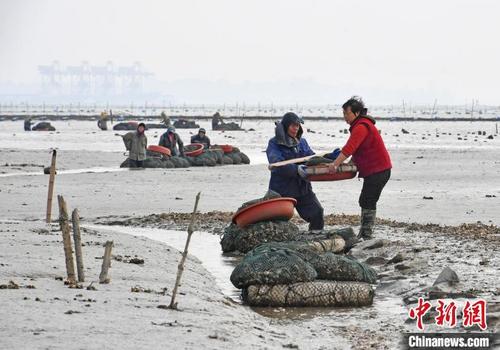 中国侨网养殖户忙着把新鲜采收的海蛎转移上岸销售。　林弘梫 摄