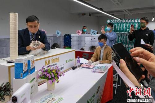 中国侨网猫选美现场。 陈永诺 摄