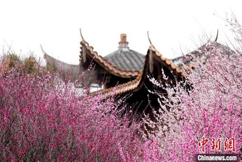 中国侨网图为梅花与古建筑相得益彰。　宗威　摄