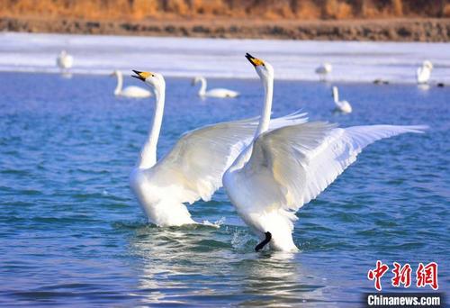 中国侨网兔年春节期间，数百羽“白精灵”在水面上悠然嬉戏。　白克斌　摄
