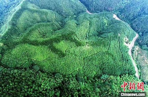 中国侨网韶关市乐昌龙山林场 广东省林业局 供图